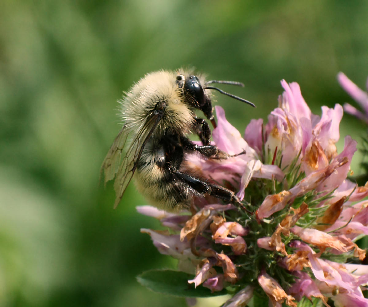  un Bombus ?